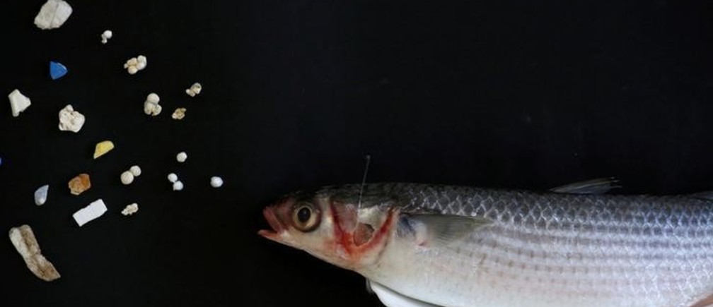 Sicurezza alimentare e HACCP - MICROPLASTICHE E NANOPLASTICHE NEGLI ALIMENTI